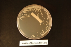 Streptomyces endophyticus