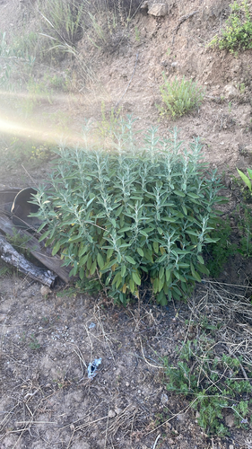 garden sage