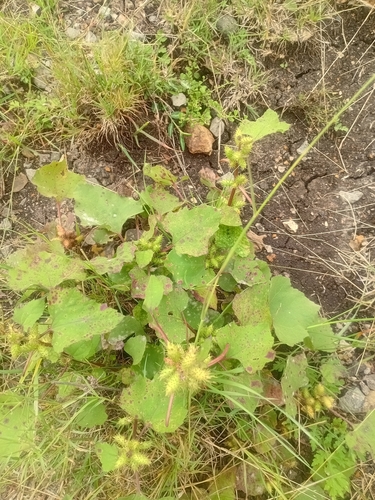 common cocklebur