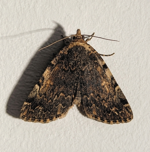 Greater Idia Moth photo 5