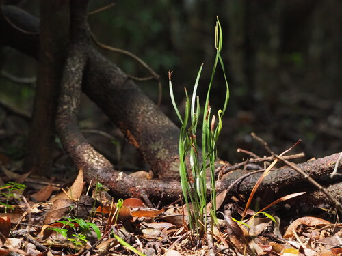 Actinostachys digitata (Actinostachys digitata)