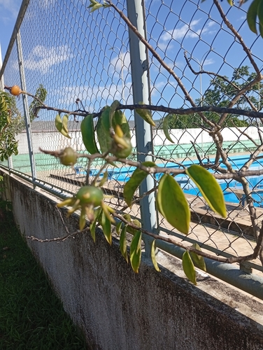 Barbados gooseberry