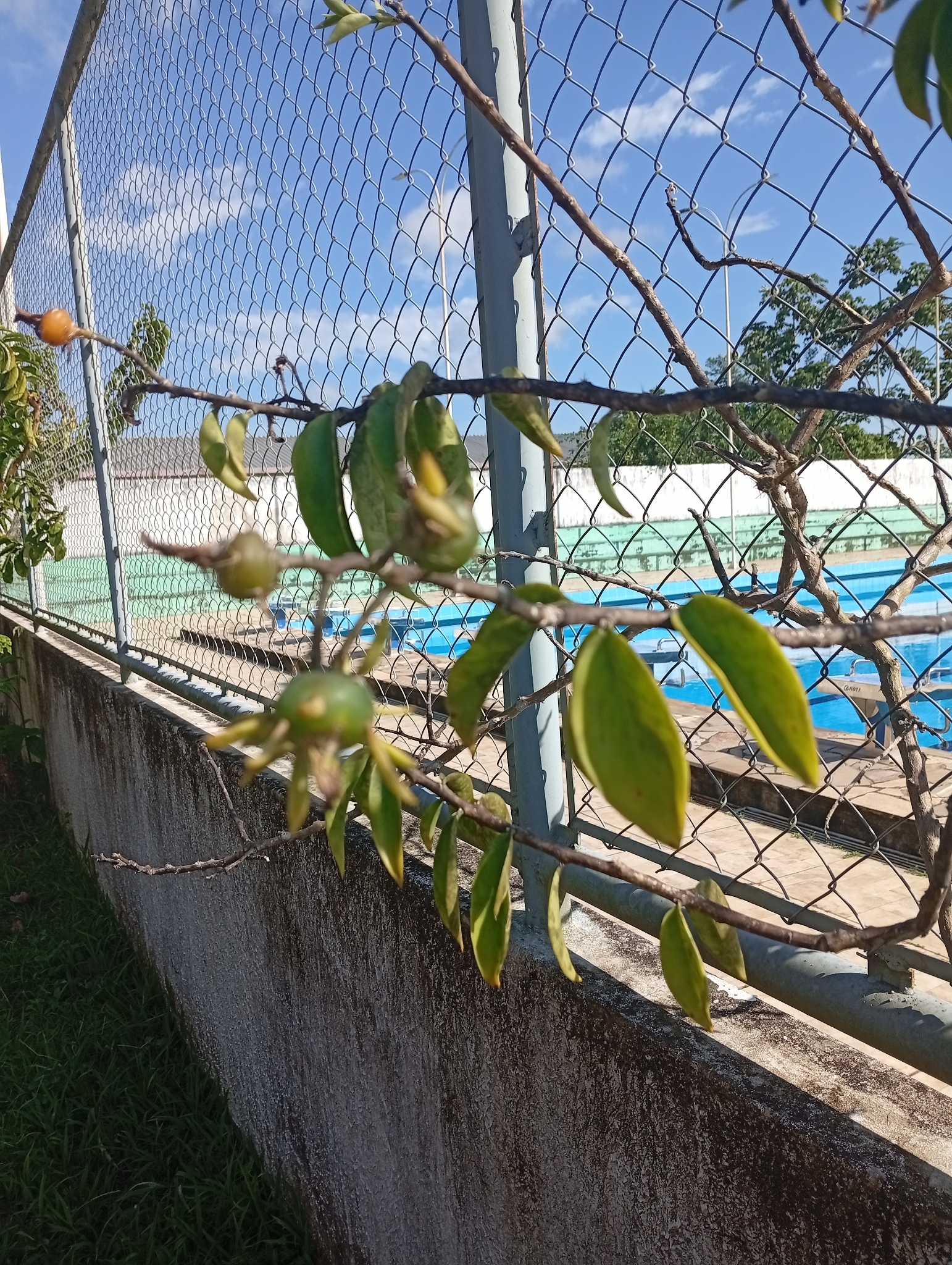 Pereskia aculeata
