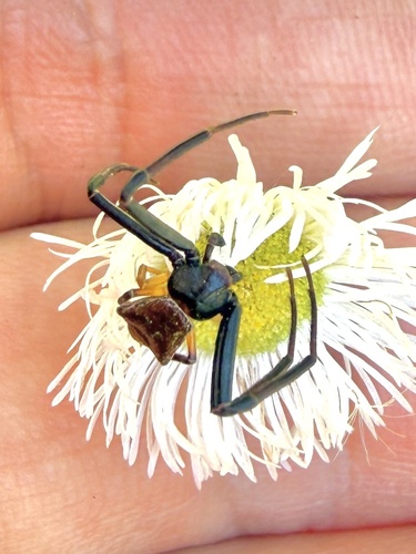 Pistius undulatus