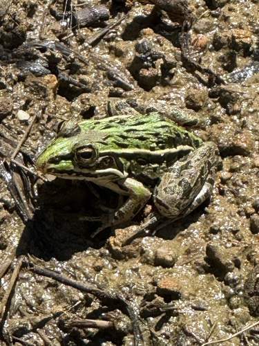 Black-spotted Frog