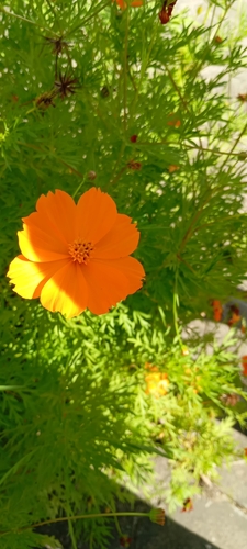 Yellow Cosmos