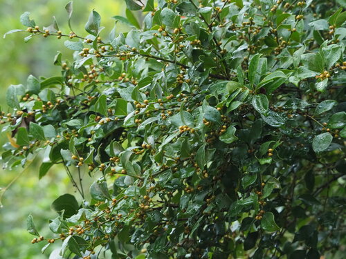 Lindera akoensis, photograph 4