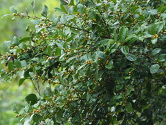 author not stated, no rights reserved Lindera akoensis, photograph author not stated, no rights reserved
