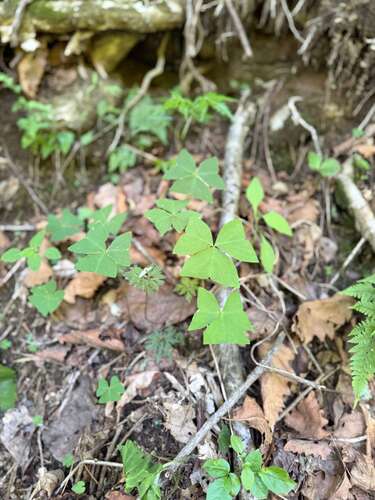 Oxalis obtriangulata
