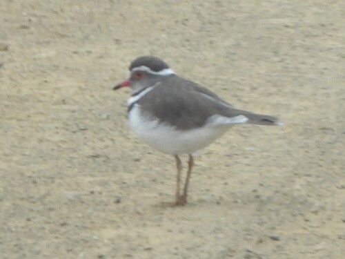 iNaturalist: (c) Richard Johnstone, some rights reserved (CC BY-NC), uploaded by Richard Johnstone iNaturalist image