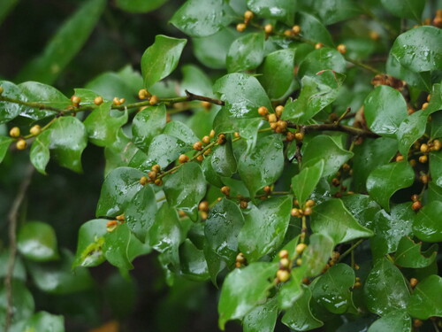 Lindera akoensis, photograph 3