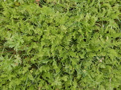 Torilis nodosa