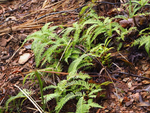 Dicranopteris pedata, photograph 4