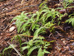 Dicranopteris pedata, photograph author not stated, no rights reserved