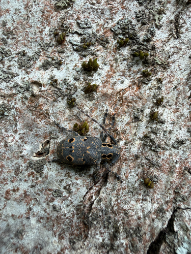 Mesosa curculionoides