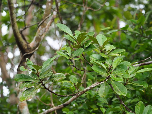 Planchonella obovata, photograph 6