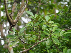Planchonella obovata, photograph author not stated, no rights reserved