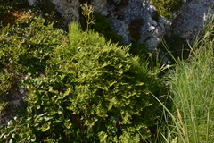 Cystopteris montana