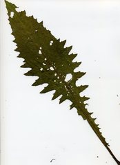Cirsium rivulare