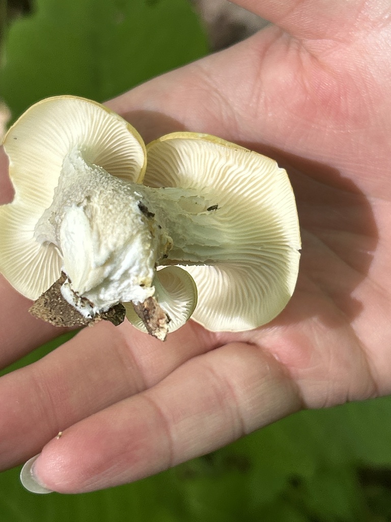 Golden Oyster Mushroom · May 2026 · photo: Photo: (c) Lisa Wiencek Gerbec, some rights reserved (CC BY) · iNaturalist