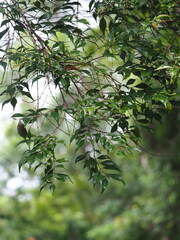 Decaspermum gracilentum, photograph author not stated, no rights reserved