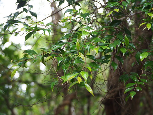 Decaspermum gracilentum, photograph 6