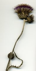 Cirsium rivulare