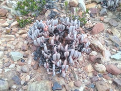 Brianhuntleya intrusa