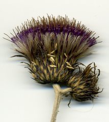 Cirsium rivulare