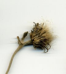 Cirsium rivulare