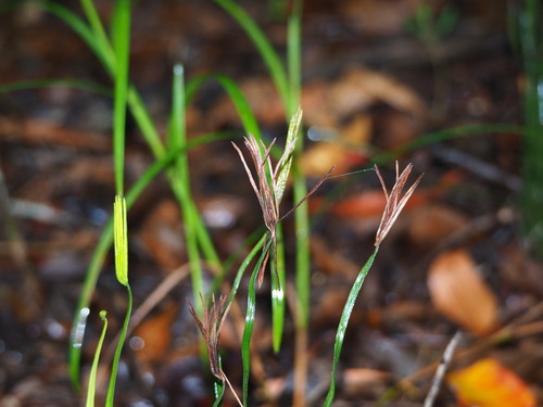 Actinostachys digitata (Actinostachys digitata)