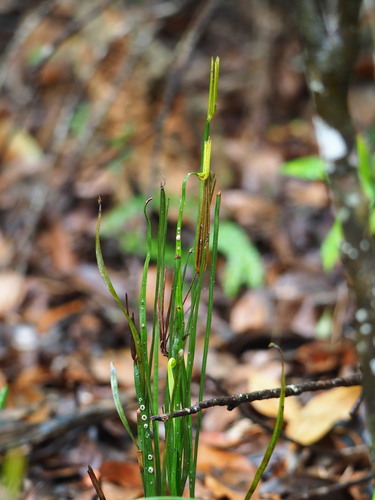Actinostachys digitata (Actinostachys digitata)