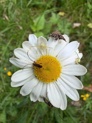 tobacco-coloured longhorn beetle