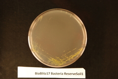 Luteibacter rhizovicinus
