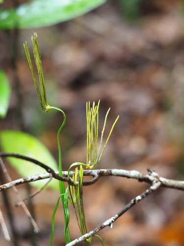 Actinostachys digitata (Actinostachys digitata)