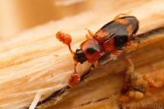 Phymaphora pulchella