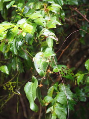 author not stated, no rights reserved Smilax ocreata, photograph author not stated, no rights reserved
