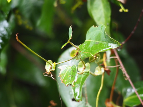 Smilax ocreata, photograph 4
