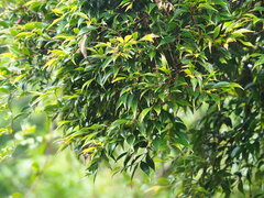 Decaspermum gracilentum, photograph author not stated, no rights reserved
