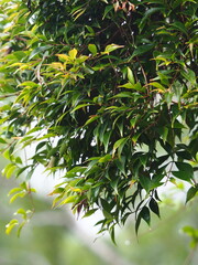 Decaspermum gracilentum, photograph author not stated, no rights reserved