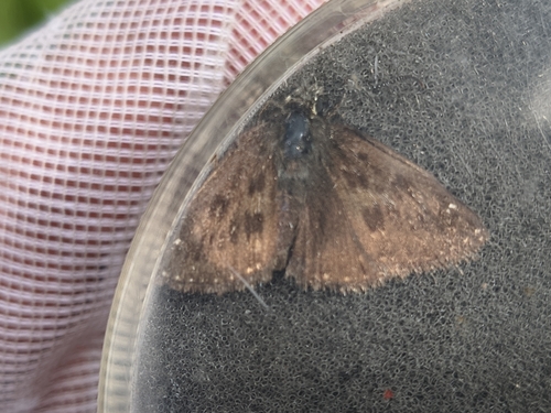 Dingy Skipper