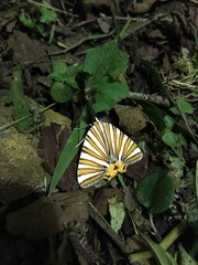 Pityeja histrionaria