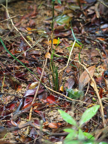 Actinostachys digitata (Actinostachys digitata)