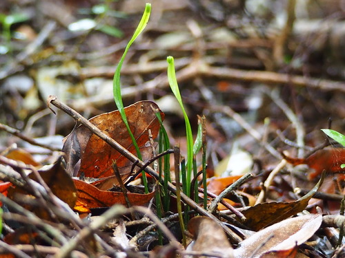 Actinostachys digitata (Actinostachys digitata)