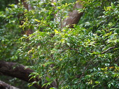 Decaspermum gracilentum