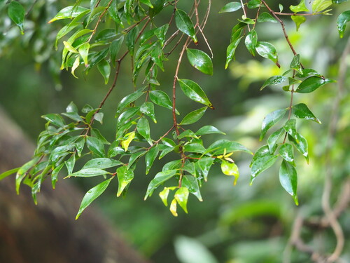 Decaspermum gracilentum, photograph 1