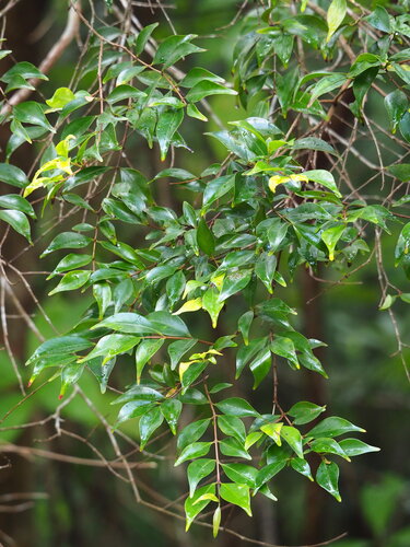 Decaspermum gracilentum, photograph 2