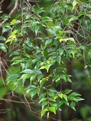 Decaspermum gracilentum, photograph author not stated, no rights reserved