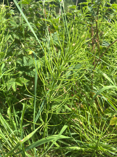 field horsetail