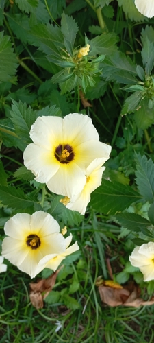 Cuban Buttercup